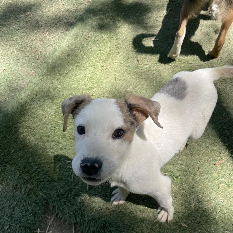 Petey Sweetpea thumbnail 3