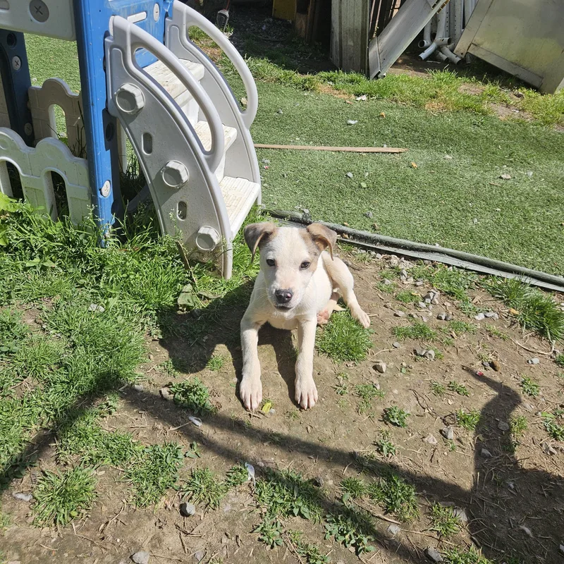 Petey Sweetpea thumbnail 4