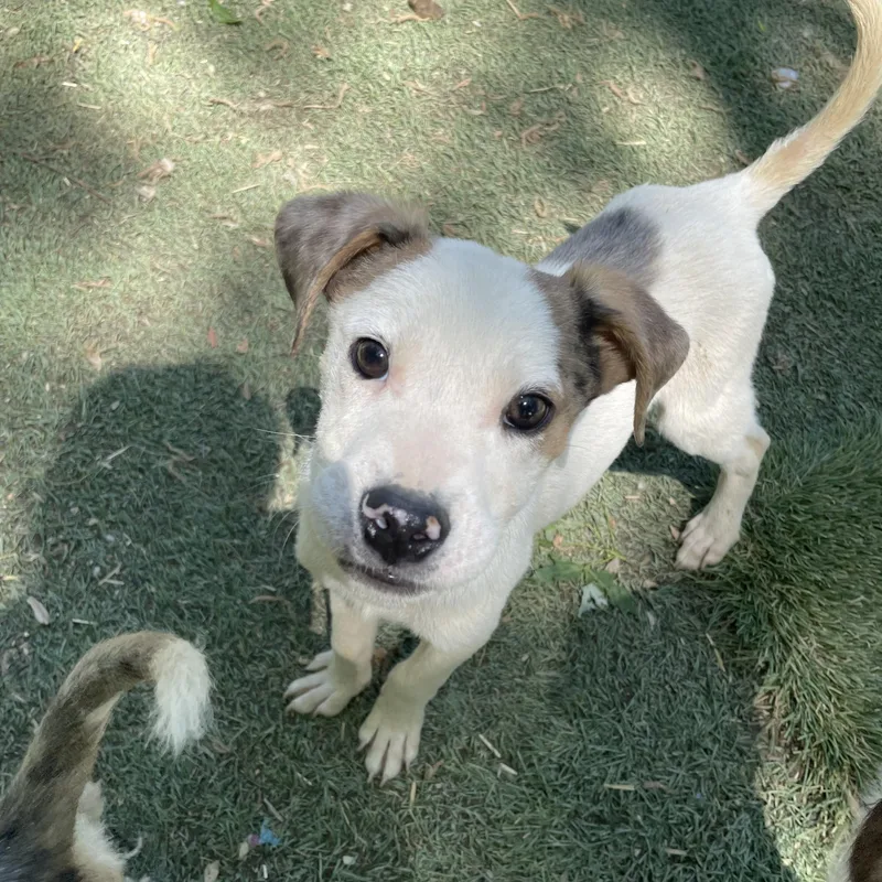 A baby medium-sized male White / Cream Parson Russell Terrier dog named Petey Sweetpea for adoption in Andover, MA