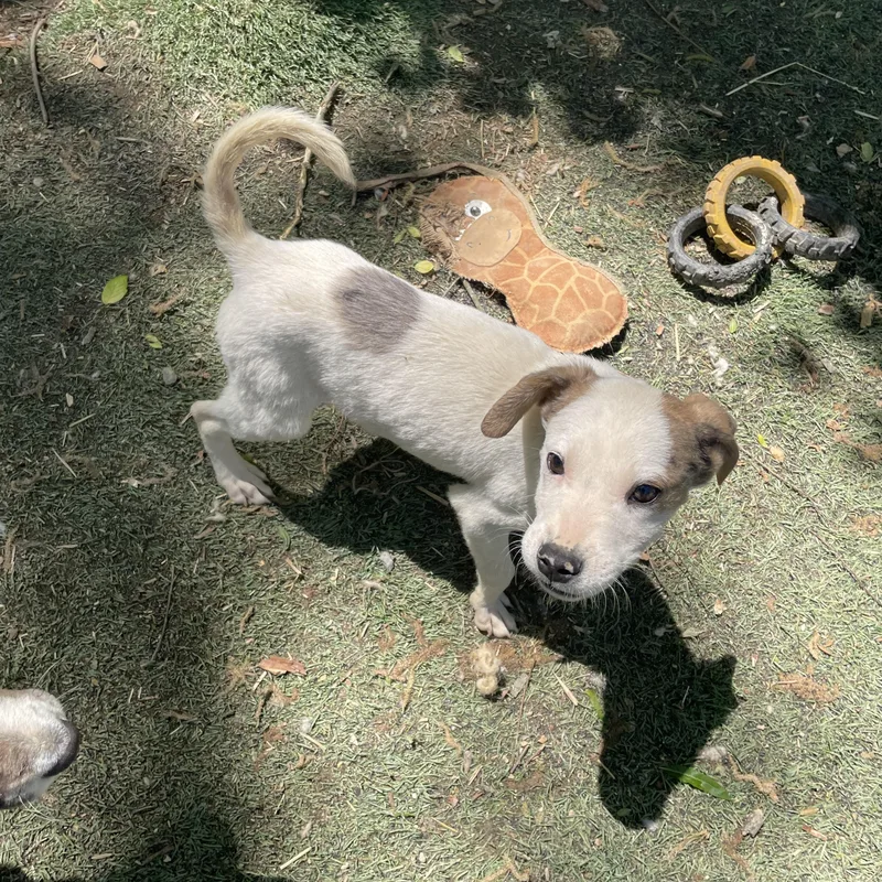 Petey Sweetpea thumbnail 5