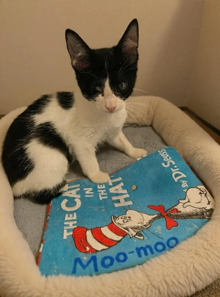A baby small-sized male Black & White / Tuxedo Domestic Short Hair cat named Moo Moo for adoption in Orlando, FL
