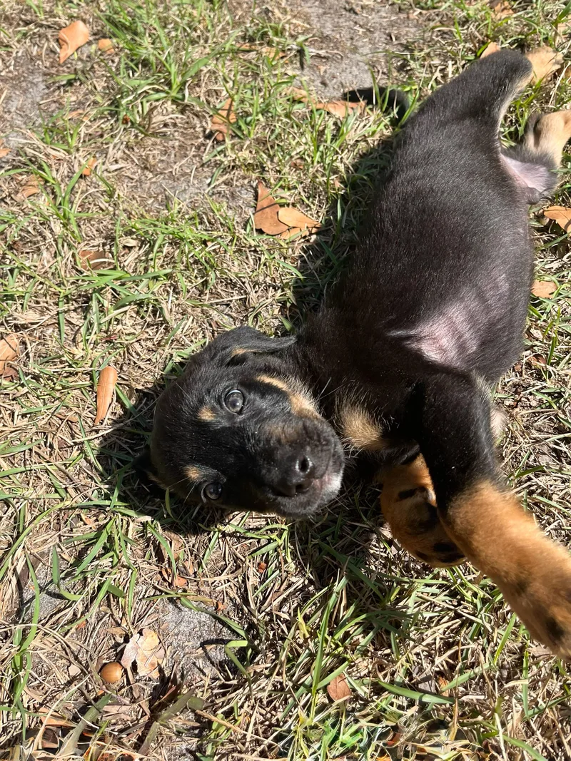 A baby medium-sized male German Shepherd Dog dog named Milo for adoption in Douglas, GA