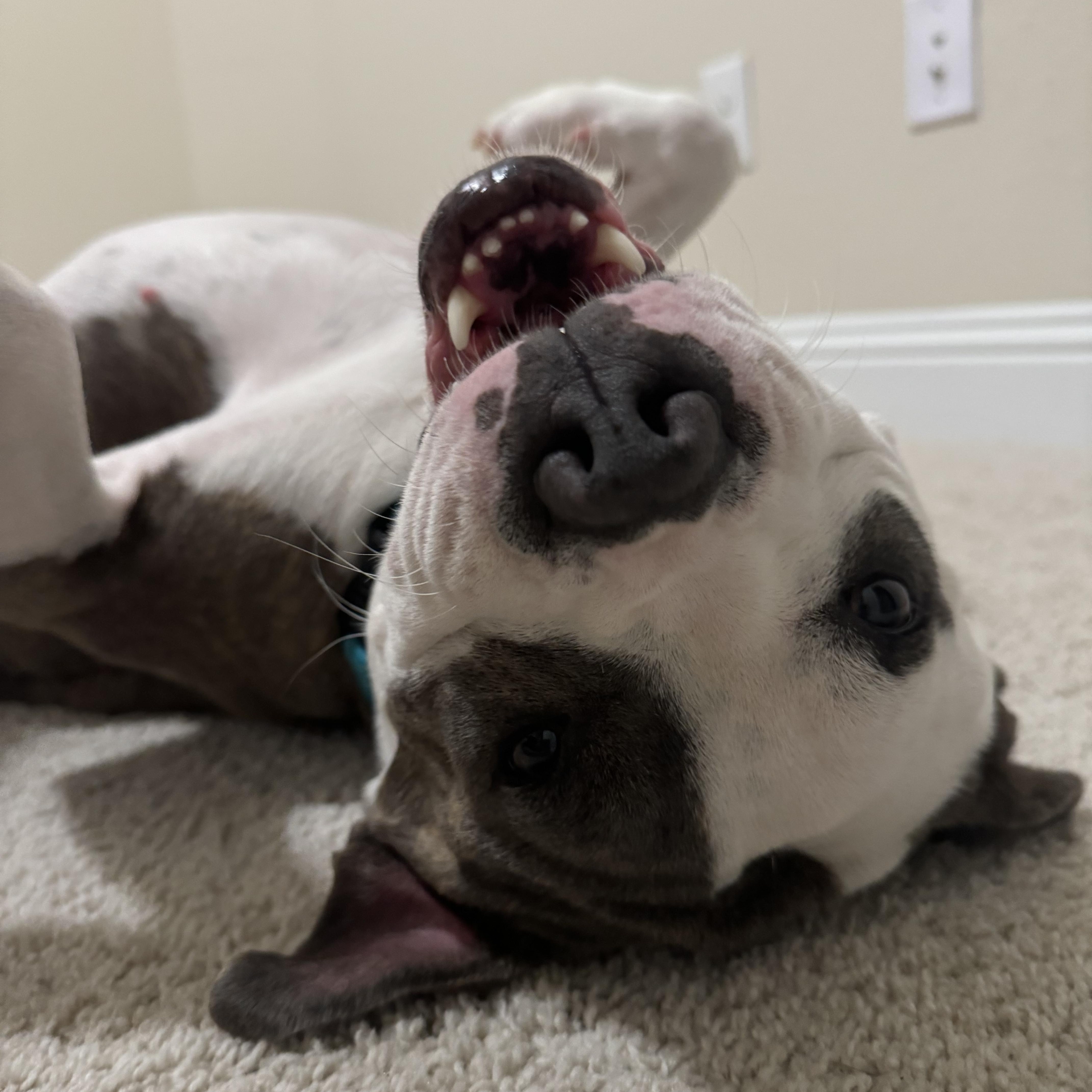 An adult medium-sized female White / Cream Pit Bull Terrier dog named Whisper for adoption in Forney, TX