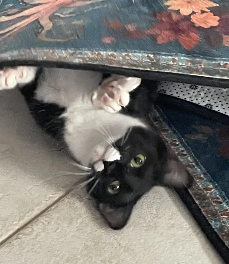 A young medium-sized female Black & White / Tuxedo Domestic Short Hair cat named Hope for adoption in West Palm Beach, FL