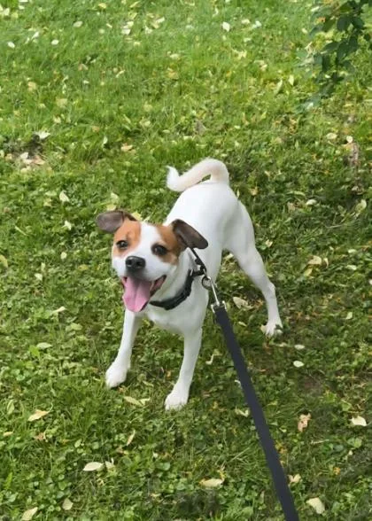 An adult small-sized male Parson Russell Terrier dog named Poe for adoption in Elmira, NY