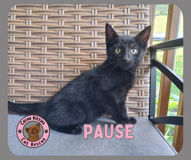 A baby small-sized male Domestic Short Hair cat named Pause for adoption in Hershey, PA