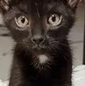 A young small-sized male Black Domestic Short Hair cat named Pip for adoption in Lebanon, PA