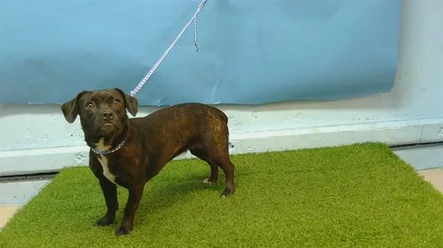 A young small-sized female Pug dog named Brie for adoption in Gardena, CA
