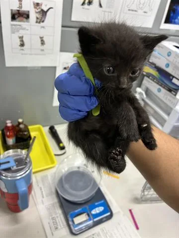 A baby small-sized male Domestic Short Hair cat named Simba for adoption in San Martin, CA