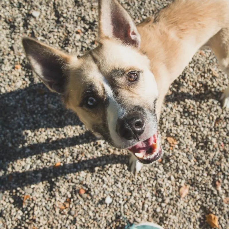 An adult medium-sized male Mixed Breed dog named Harold for adoption in West Olive, MI