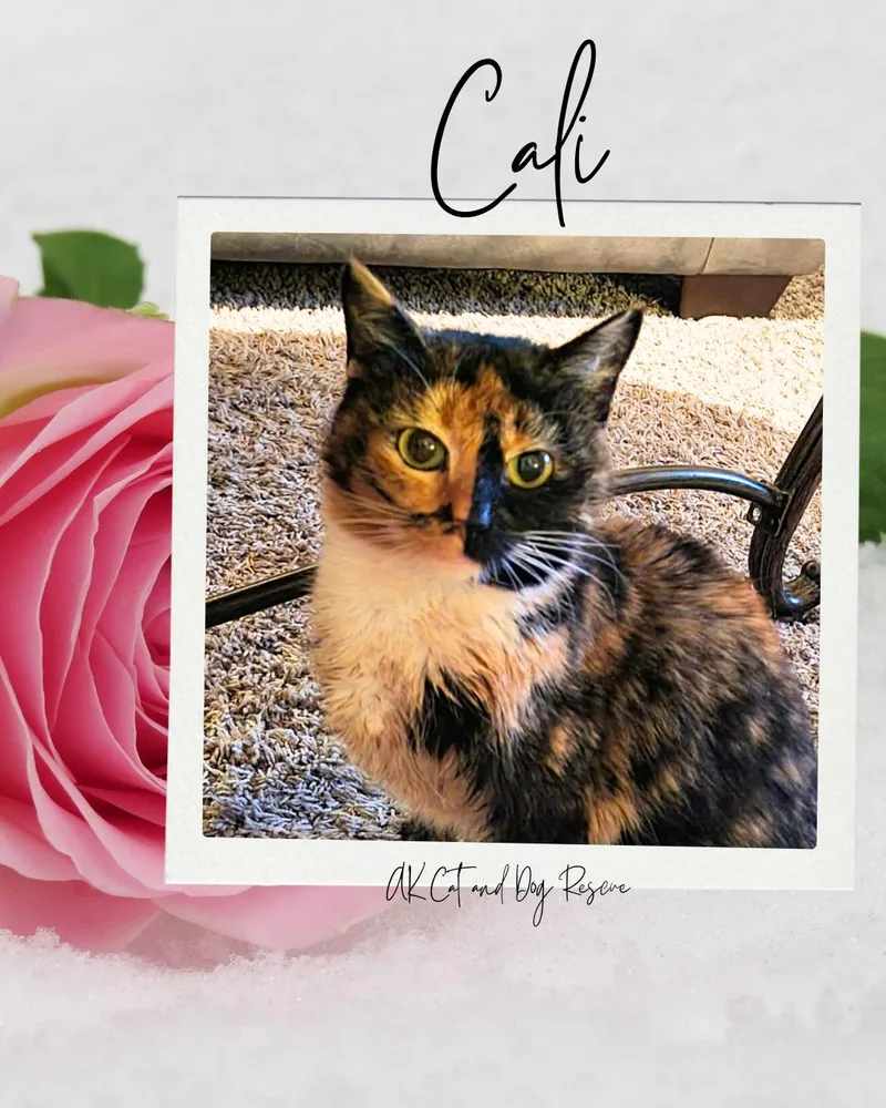 An adult small-sized female Domestic Long Hair cat named Cali for adoption in Wasilla, AK