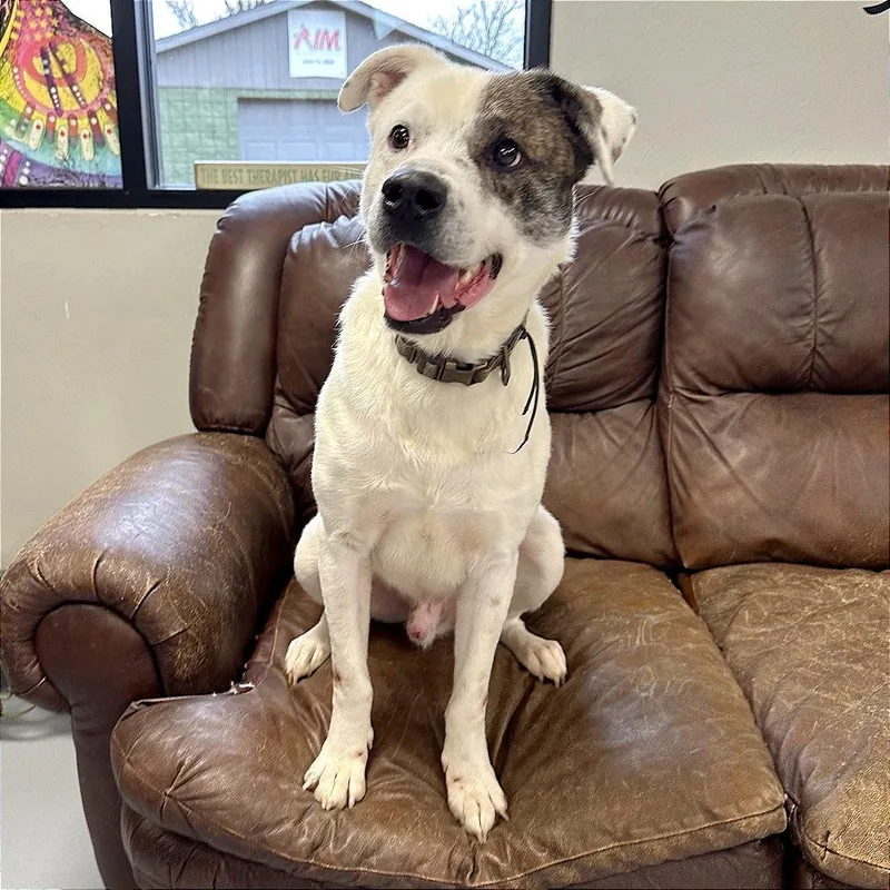 Wishbone thumbnail 2