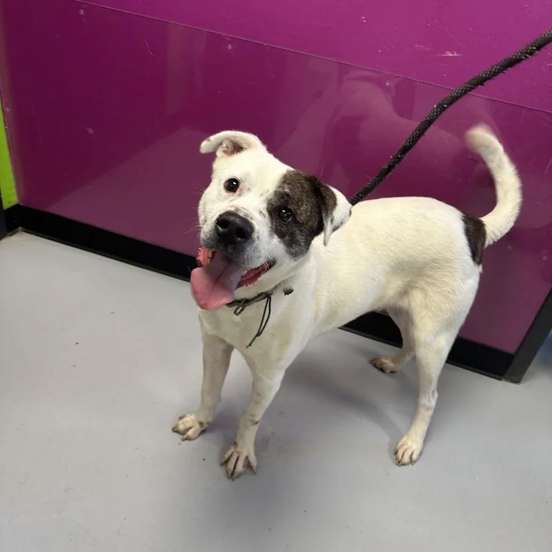 Wishbone thumbnail 3