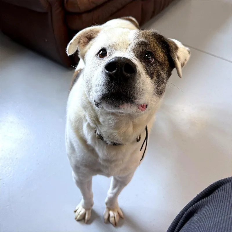 Wishbone thumbnail 5