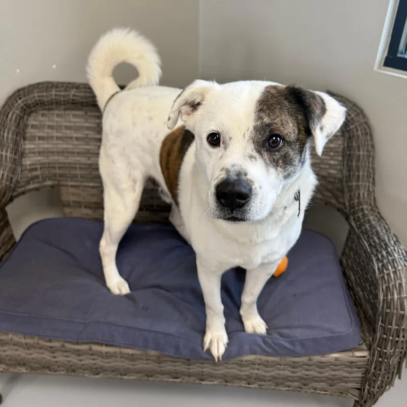 Wishbone thumbnail 6