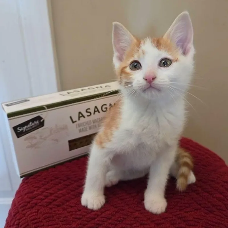A baby medium-sized male Domestic Short Hair cat named Odie for adoption in McHenry, IL