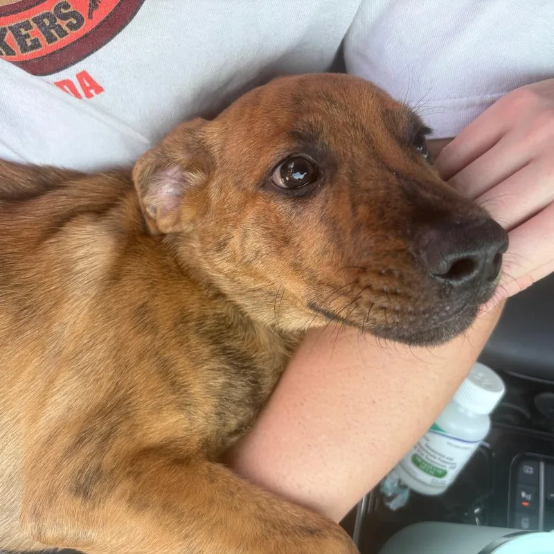 A baby medium-sized male Mountain Cur dog named Groot for adoption in Phoenix, AZ