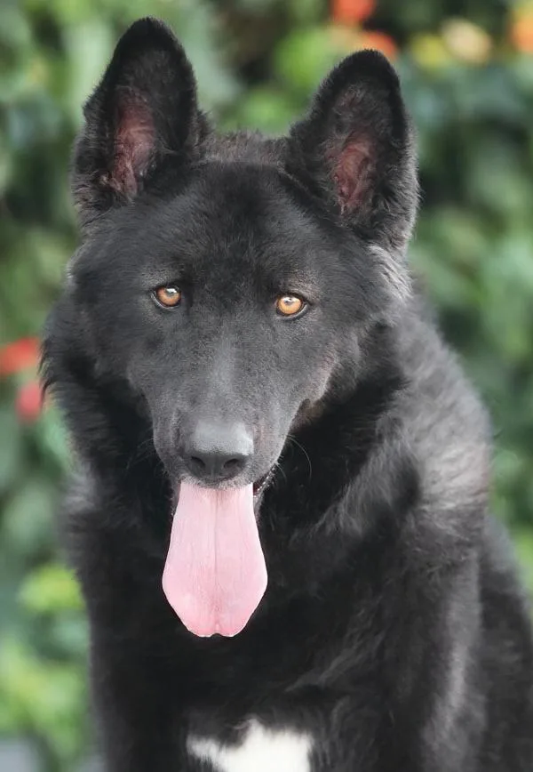 A young large-sized female Black German Shepherd Dog dog named Wolfgang von Wallmenroth for adoption in Los Angeles, CA