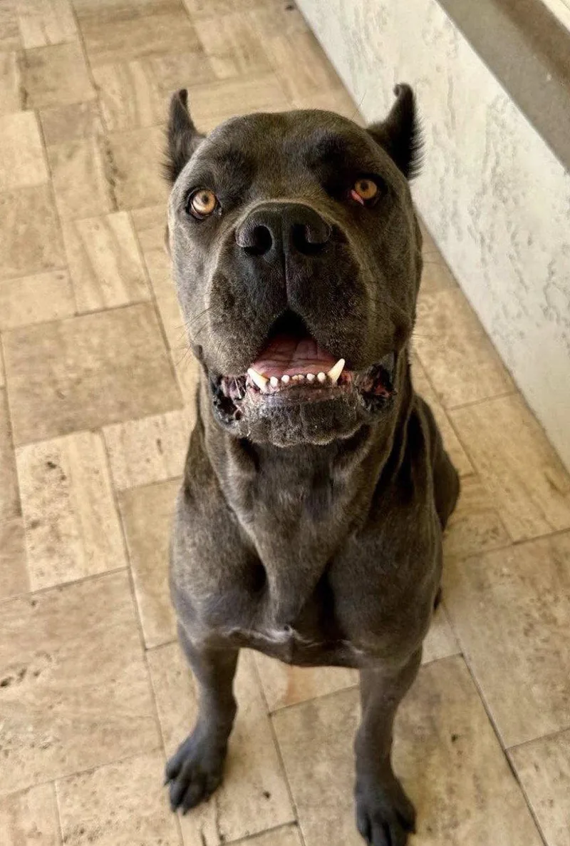 A young extra large-sized male Cane Corso dog named Diesel for adoption in Glendale, AZ