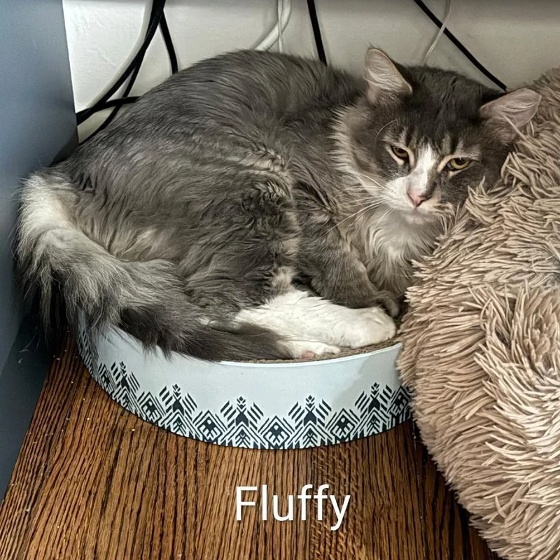 An adult large-sized male Domestic Long Hair cat named Fluffy @Paws and Purrs for adoption in Carmel, IN
