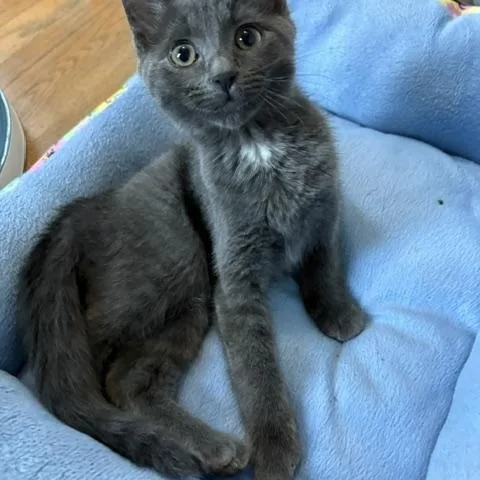 A baby medium-sized female Gray / Blue / Silver Domestic Short Hair cat named Lyric for adoption in Grand Rapids, MI