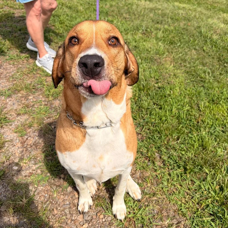 An adult small-sized male Yellow / Tan / Blond / Fawn Labrador Retriever dog named Sam for adoption in Franklin, NC