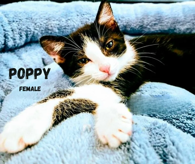 A baby medium-sized female Black Domestic Short Hair cat named Poppy for adoption in Largo, FL