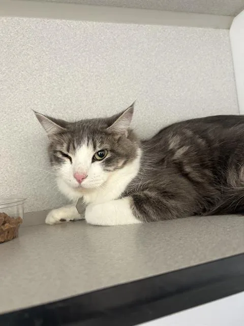 A young small-sized female Domestic Medium Hair cat named Mina for adoption in Aurora, CO