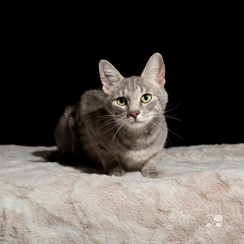 Starlite thumbnail 2