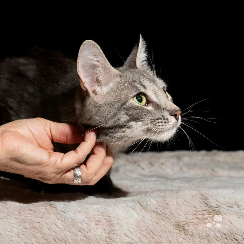 Starlite thumbnail 3