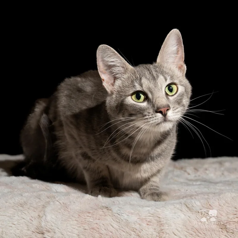 Starlite thumbnail 4