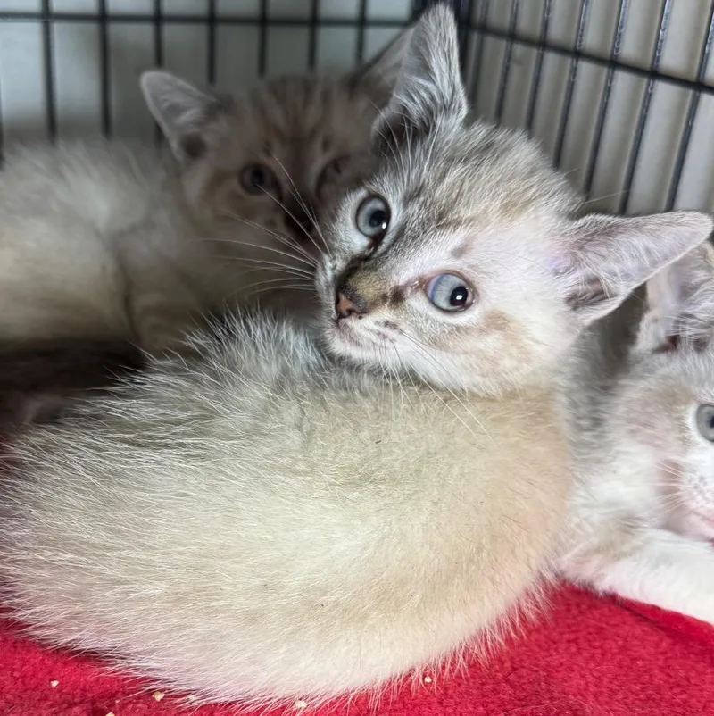 A baby medium-sized female Domestic Short Hair cat named Rain for adoption in Saginaw, MI