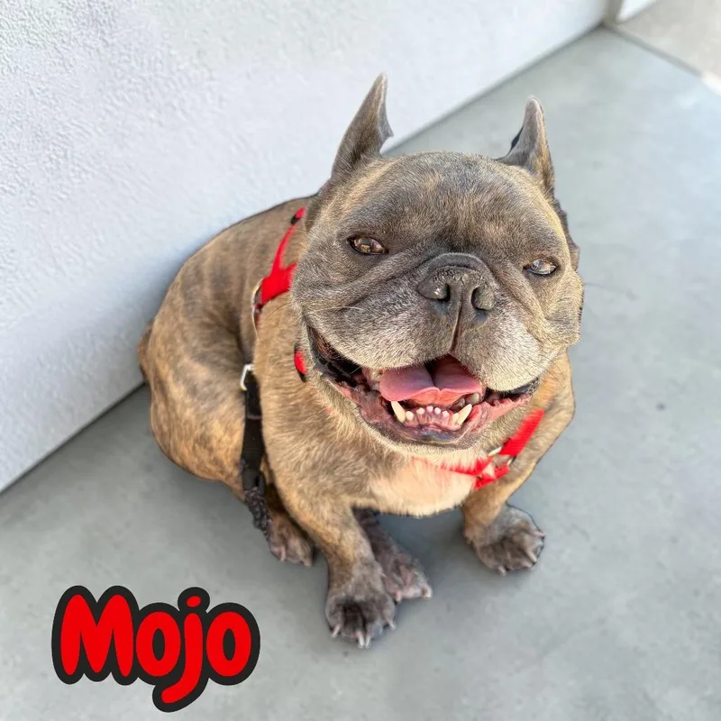 Mojo