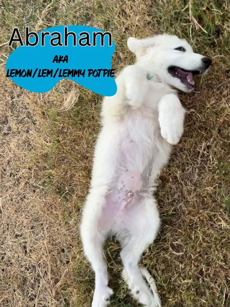 A baby large-sized male Great Pyrenees dog named Abraham for adoption in Pflugerville, TX
