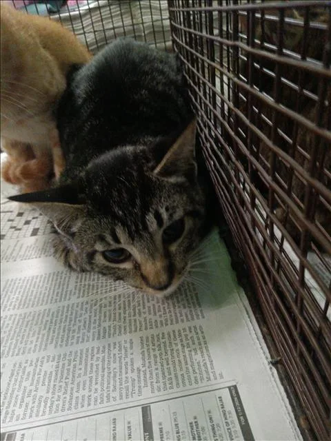 A baby medium-sized female Domestic Short Hair cat named Gris for adoption in Los Angeles, CA