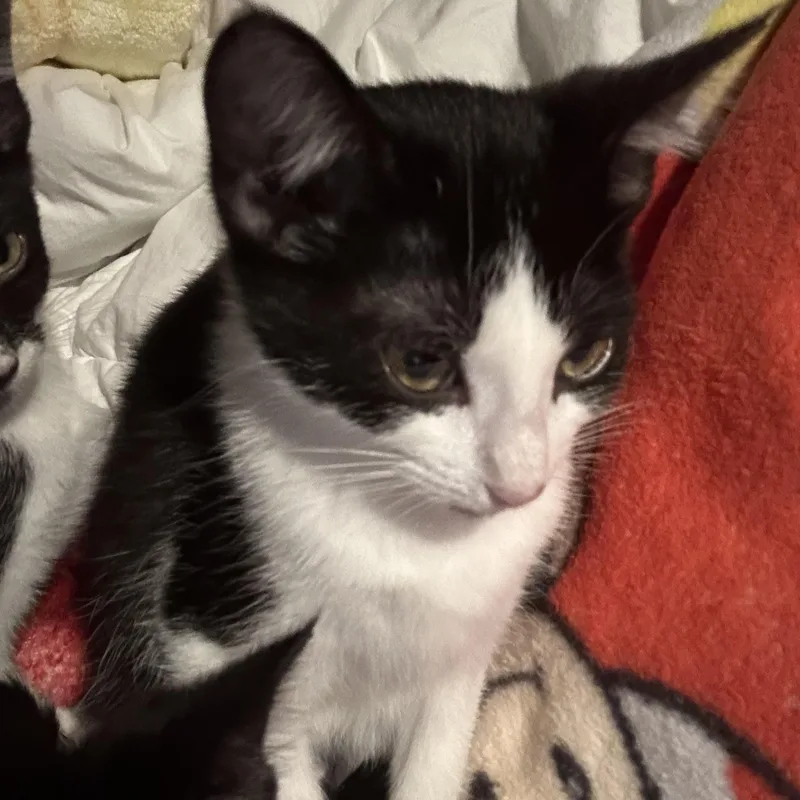 A baby small-sized female Black & White / Tuxedo American Shorthair cat named Jupiter for adoption in Liverpool, TX