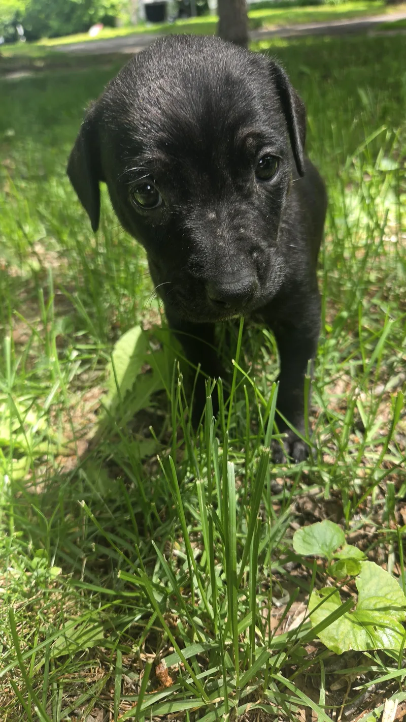 Maynard