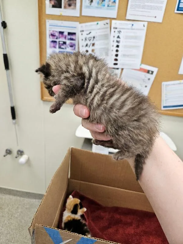 A young medium-sized male Brown / Chocolate Domestic Medium Hair cat named Poe for adoption in Disputanta, VA