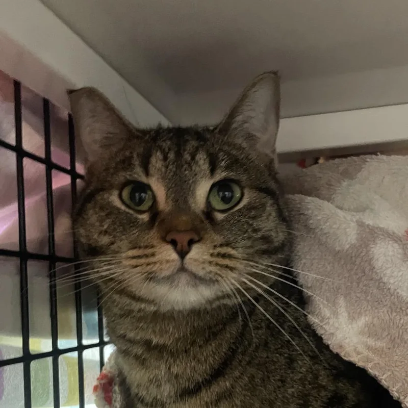 An adult medium-sized male Brown / Chocolate Domestic Short Hair cat named Nacho Cheese for adoption in Chicago, IL