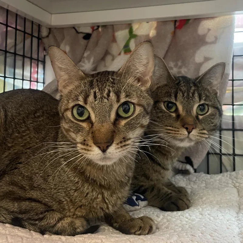 Nacho Cheese thumbnail 2