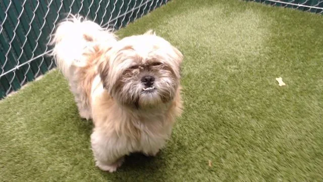A young medium-sized male Shih Tzu dog named Chewy for adoption in Downey, CA