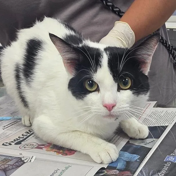 A young medium-sized male White Domestic Short Hair cat named Thing for adoption in Jacksonville, FL