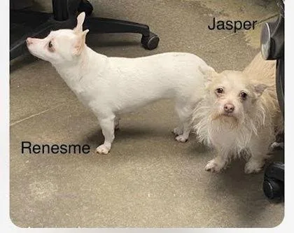 Jasper