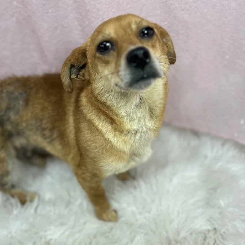 A young small-sized female Golden Chihuahua dog named Sue for adoption in Cedarburg, WI