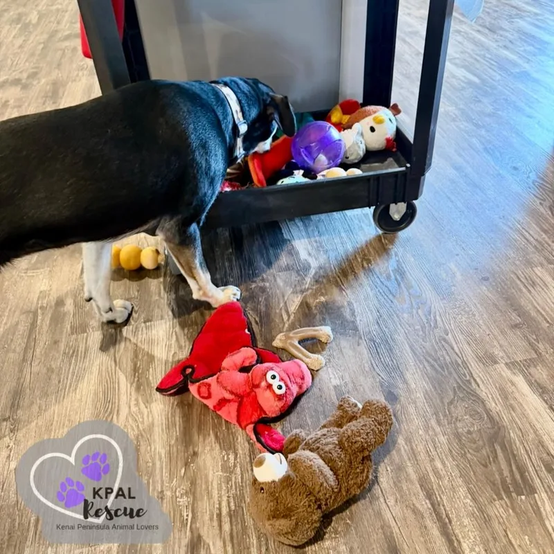 Levis  Blue Jeans thumbnail 2