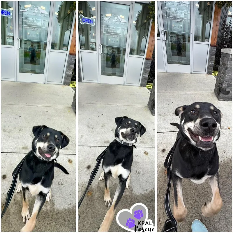 Levis  Blue Jeans thumbnail 6