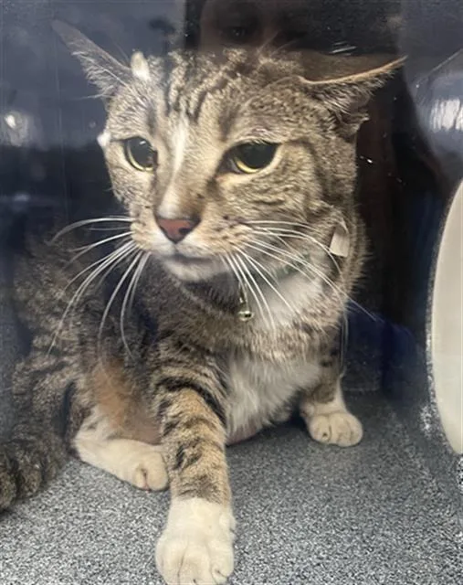 An adult medium-sized male Domestic Short Hair cat named Apricot for adoption in Dallas, TX