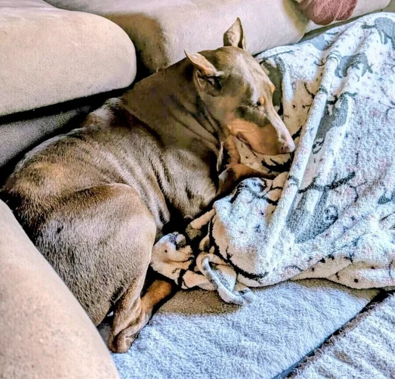 A senior large-sized female Doberman Pinscher dog named Stella for adoption in Evergreen, CO