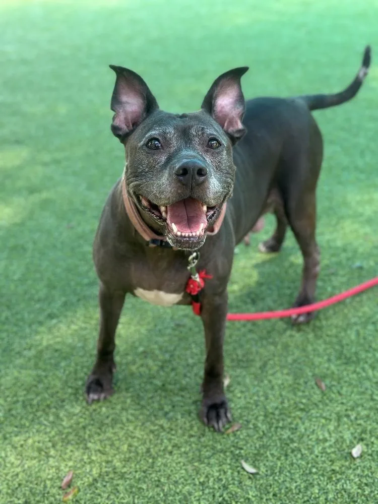 An adult medium-sized female Tricolor (Brown, Black, & White) American Bulldog dog named Diamond for adoption in Lakeland, FL