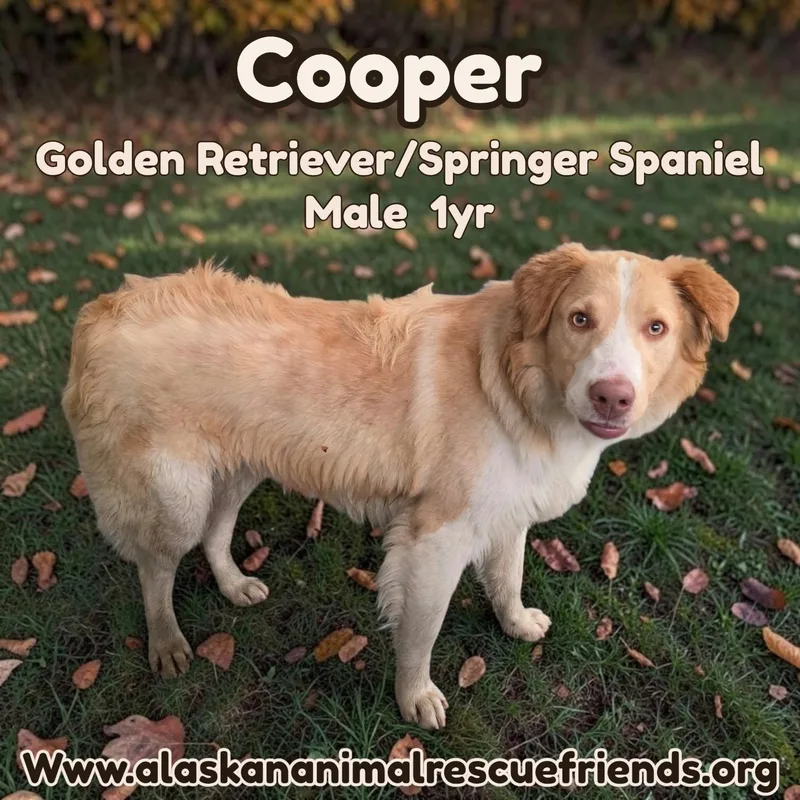 An adult large-sized male English Springer Spaniel dog named Cooper for adoption in Anchorage, AK